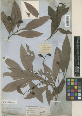 Kew Gardens K000778809:  Hooker, J.D.; Thomson, T. [1698] India