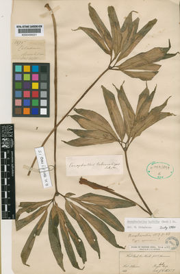 Kew Gardens K000499221:  Hooker, J.D.; Thomson, T.T. [1575] India