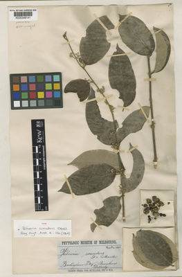 Kew Gardens K000348141:  Dallachy, J. [s.n.] Australia