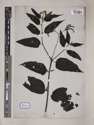 Kew Gardens K001110249:  s.coll. [Cat. no. 907]