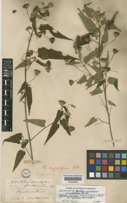 Kew Gardens K000659632:  Mueller, F. [s.n.] Australia