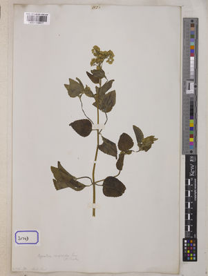 Kew Gardens K001118677:  s.coll. [Cat. no. 3176]