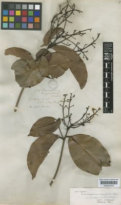 Kew Gardens K000602323:  Schomburgk, R.H. [603 / 934] Guyana