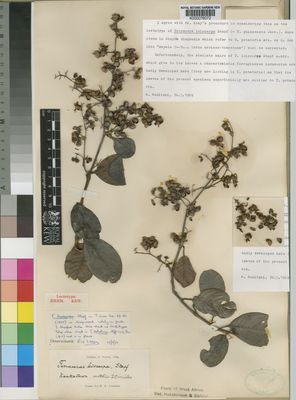 Kew Gardens K000076072:  Whyte, A. [s.n.] Liberia