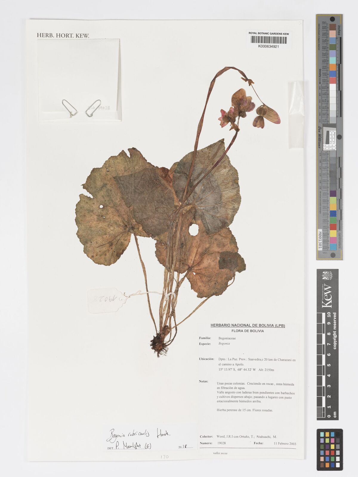 Begonia rubricaulis
