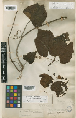 Kew Gardens K000736256:  s.coll. [s.n.]