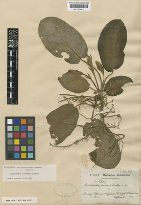 Kew Gardens K000534437:  Ule, E. [9834] Brazil