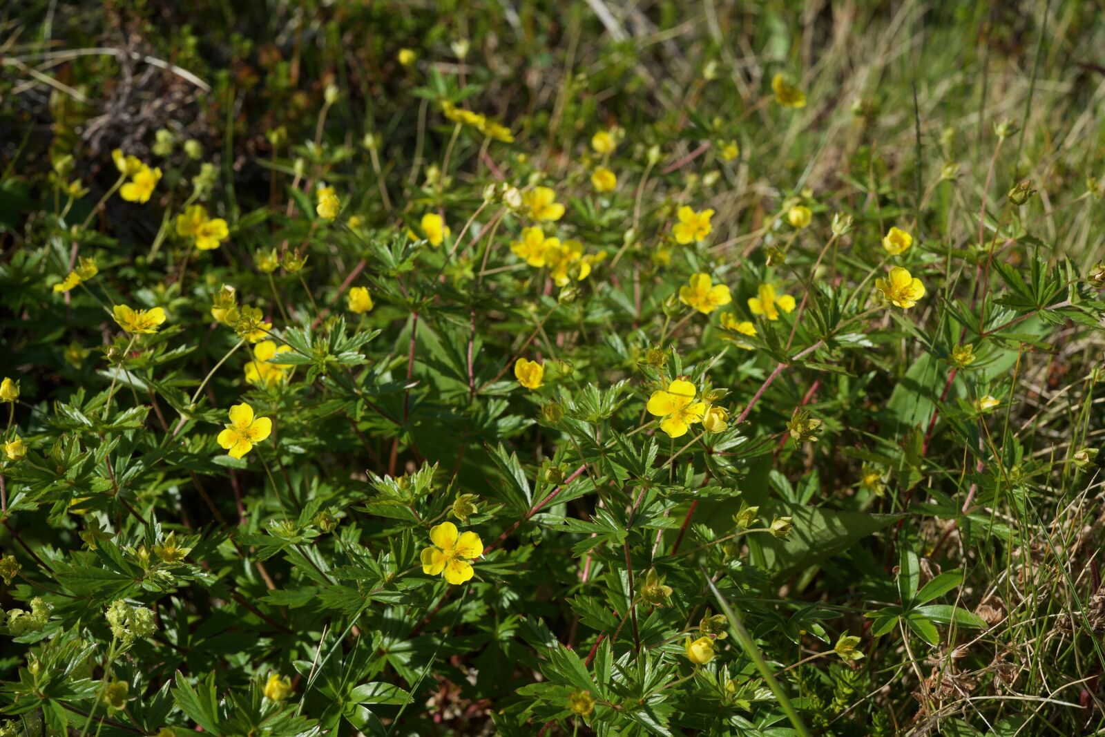 Potentilla erecta (L.) Raeusch. | Plants of the World Online | Kew