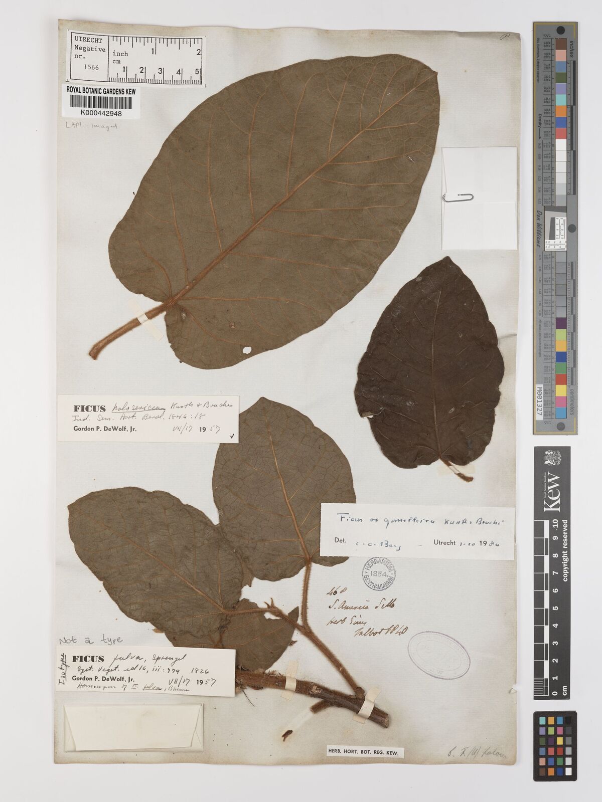 Kew Gardens K000442948:  Talbot, H.F. [468] Brazil