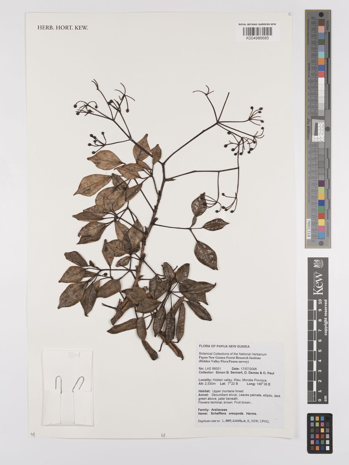Schefflera oreopola