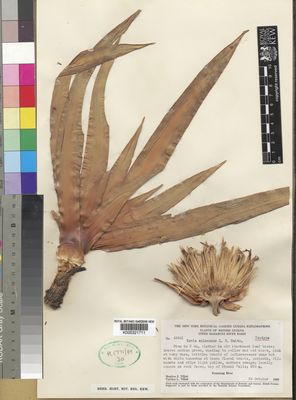 Kew Gardens K000321711:  Tillett, S.S.; Tillett, C.L. [45841] Guyana