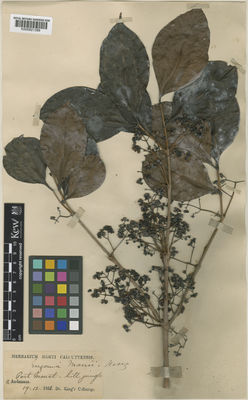 Kew Gardens K000821389:  Dr King's Collector [s.n.] India