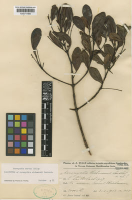 Kew Gardens K000717886:  s.coll. [1815] Papua New Guinea