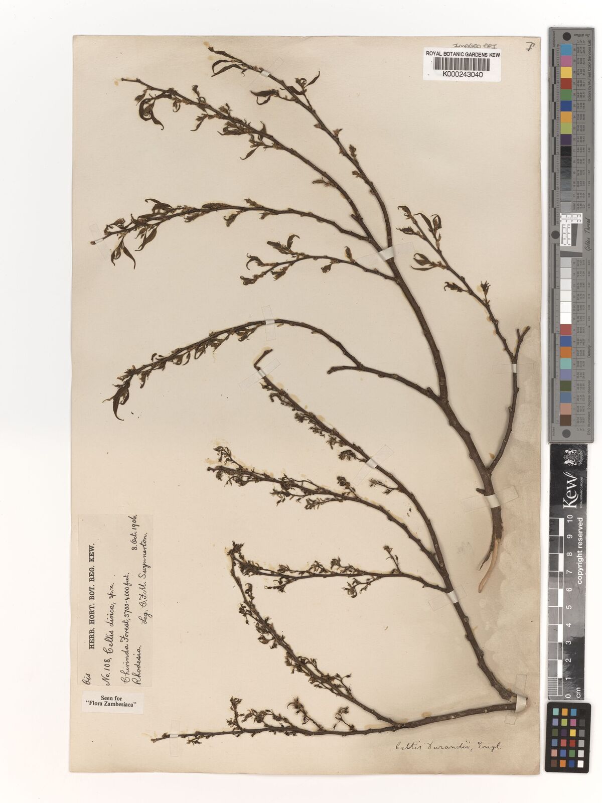 Kew Gardens K000243040:  Swynnerton, C.F.M. [108] Zimbabwe