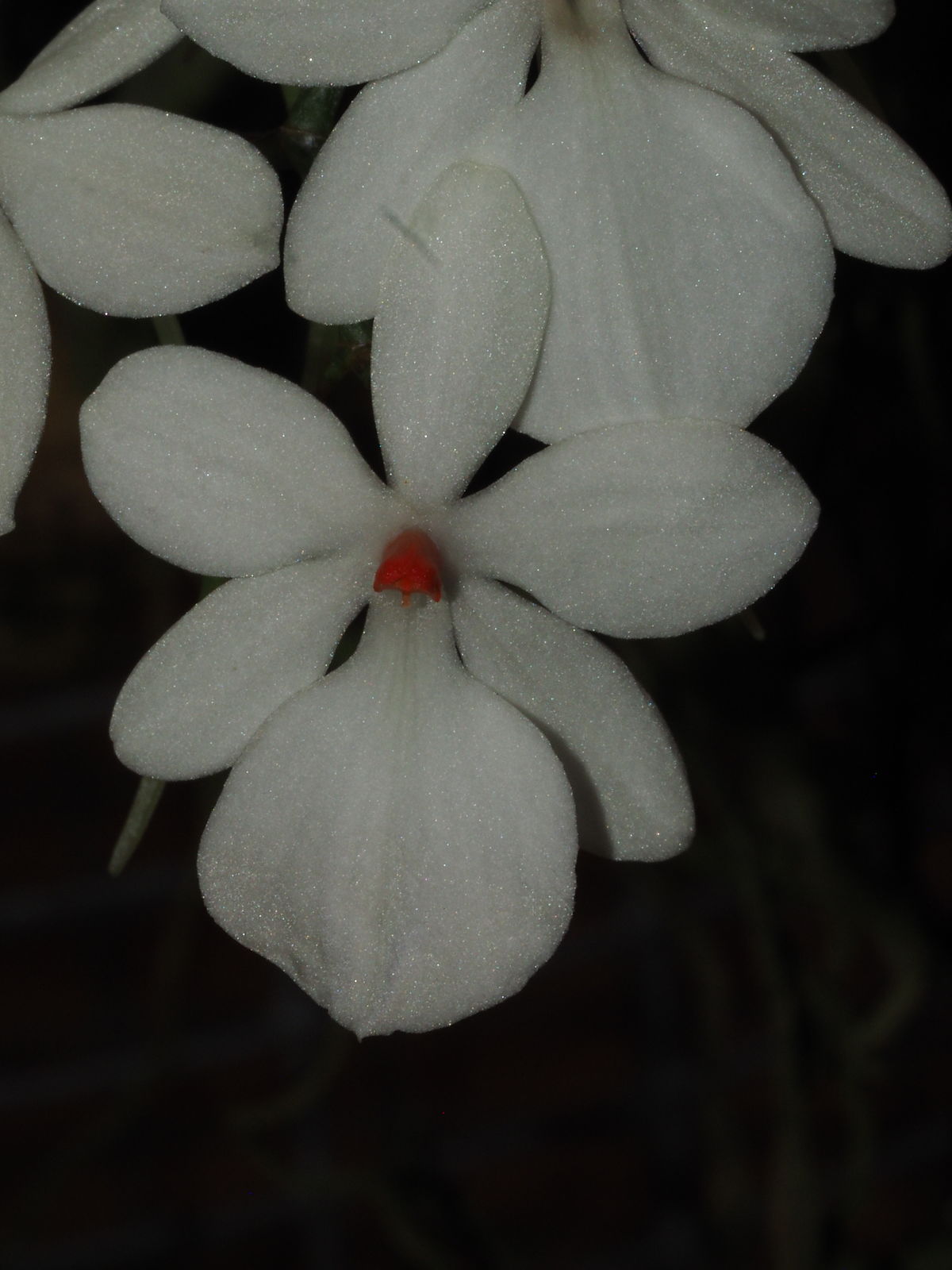 Aerangis luteoalba var. rhodosticta (Kraenzl.) J.Stewart | Plants