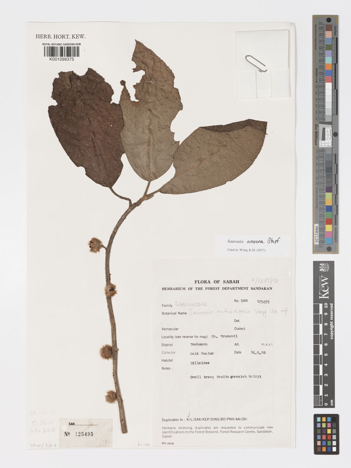 Saurauia amoena Stapf | Plants of the World Online | Kew Science