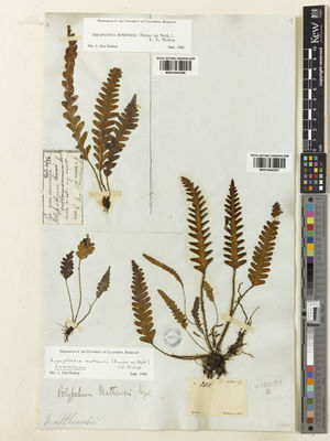 Kew Gardens K001044356:  Sodiro, L. [s.n.] Ecuador