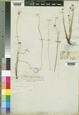 Kew Gardens K000416611:  Pappe [s.n.] South Africa