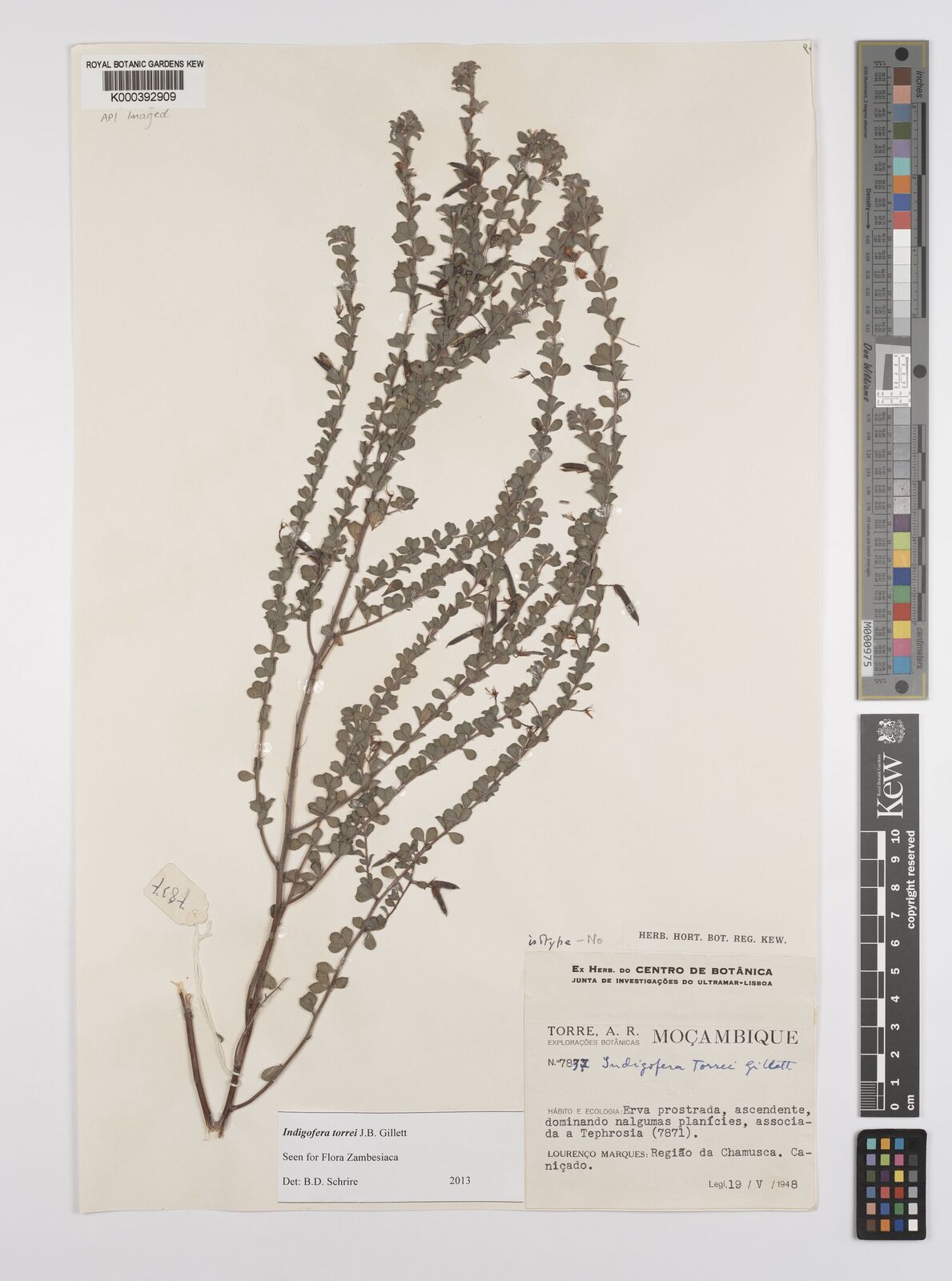 Kew Gardens K000392909:  Torre, A.R. [7837] Mozambique