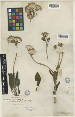 Kew Gardens K000843748:  Wallich, N. [3167] India