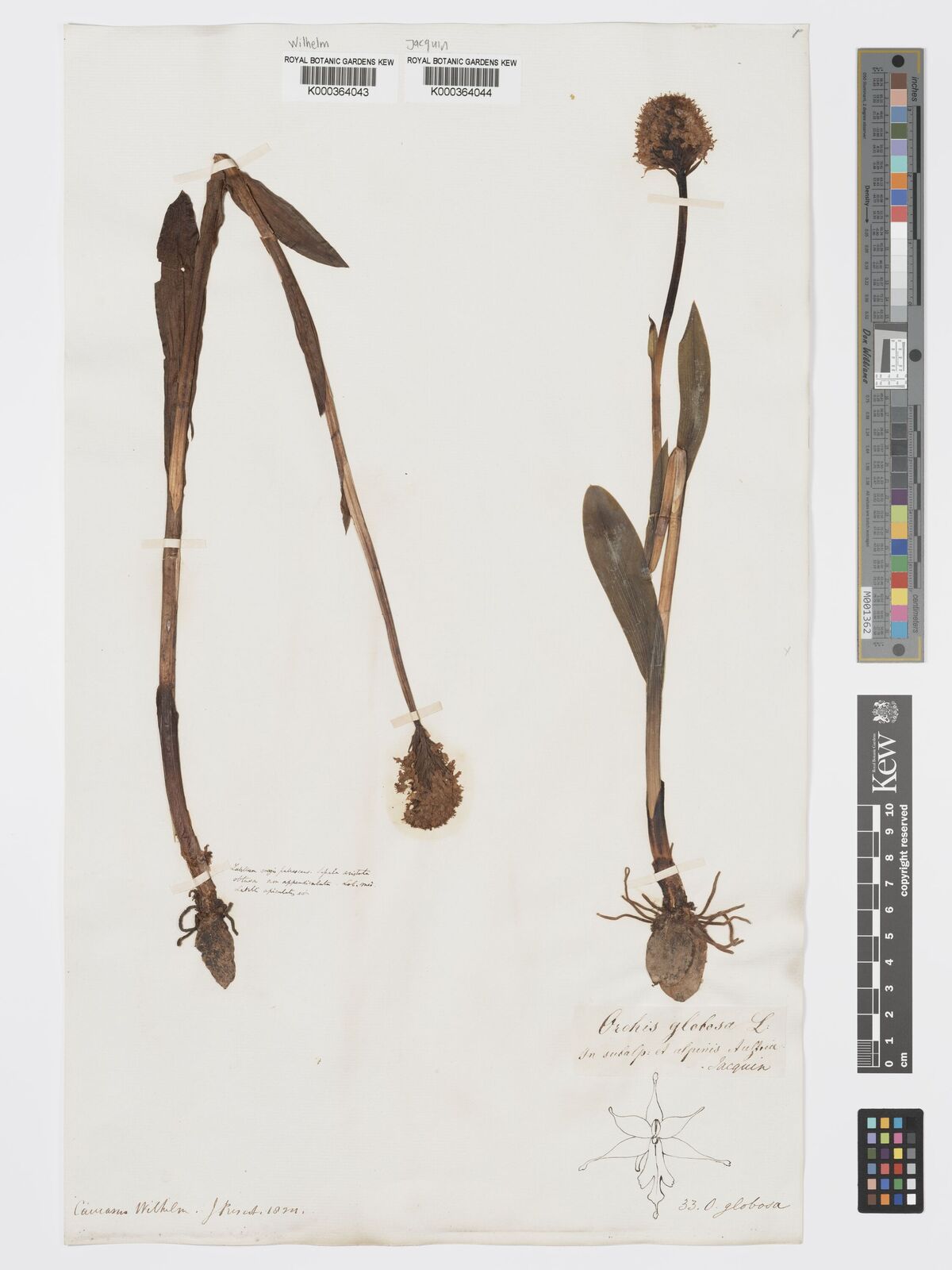 Kew Gardens K000364044:  Jacquin [s.n.]