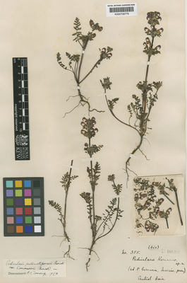 Kew Gardens K000708778:  s.coll. [355]