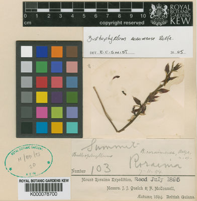 Kew Gardens K000078700:  Quelch, J.J.; McConnell, F. [103]
