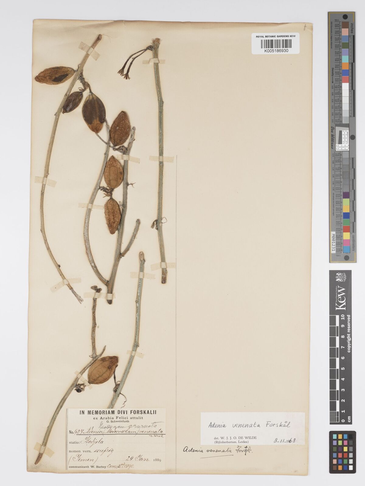 Adenia venenata Forssk  Plants of the World Online Kew Science 