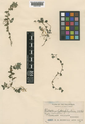 Kew Gardens K000741252:  Merrill, E.D. [6911] Philippines