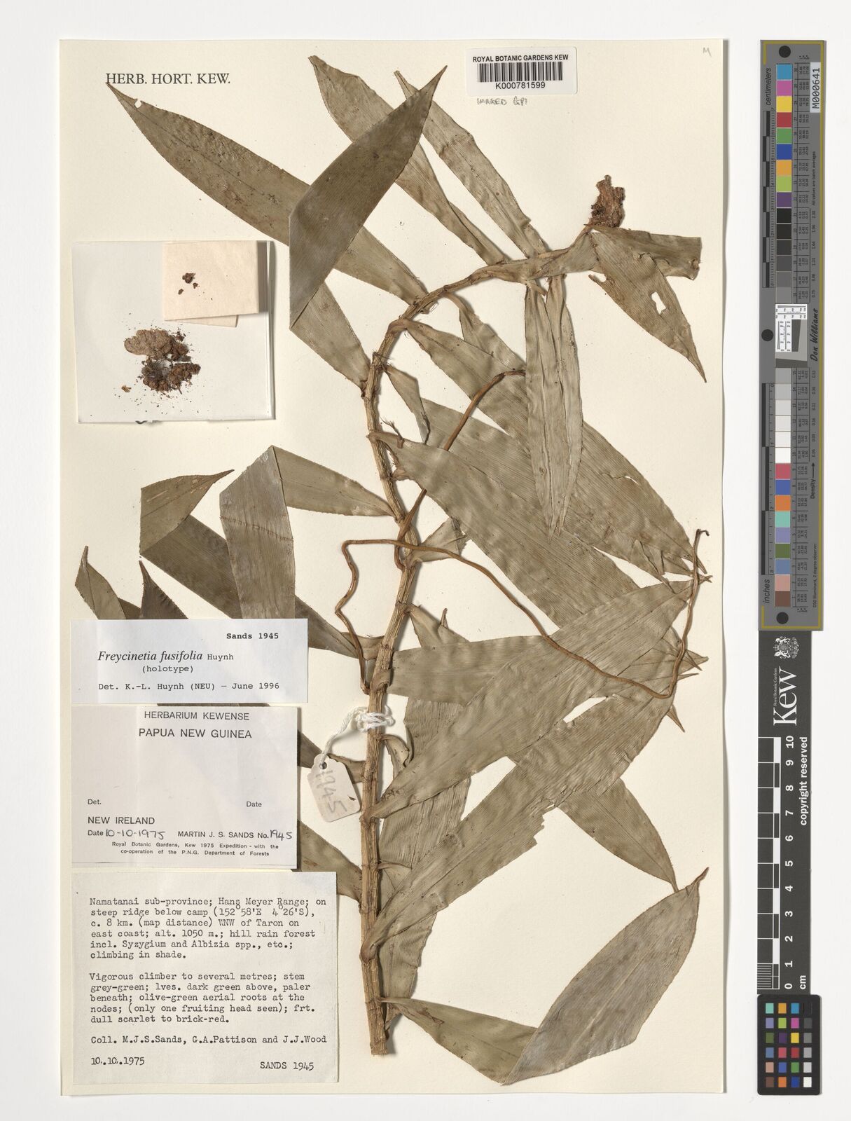 Freycinetia fusifolia