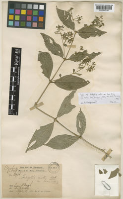 Kew Gardens K000843199:  Dr King's Collector [2926]