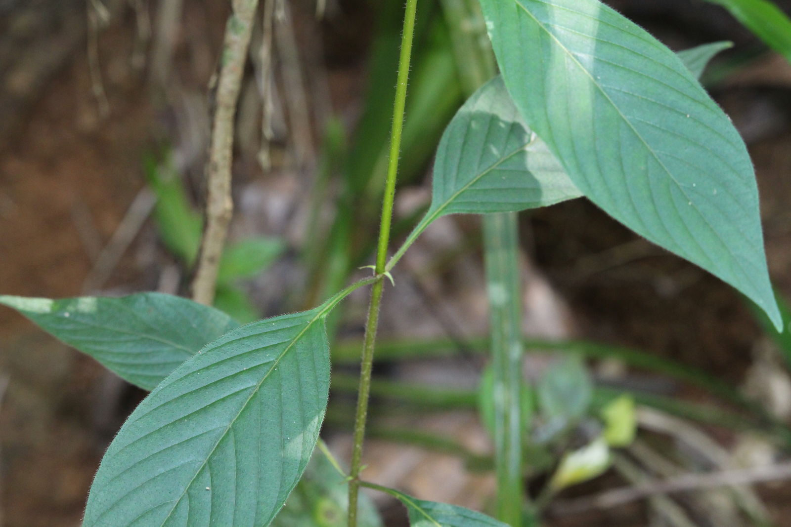 Mussaenda frondosa L. | Plants of the World Online | Kew Science