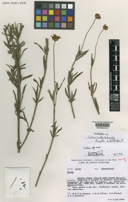 Kew Gardens K000323212:  Campos, M.T.V.A.; et al. [CFCR 13300] Brazil