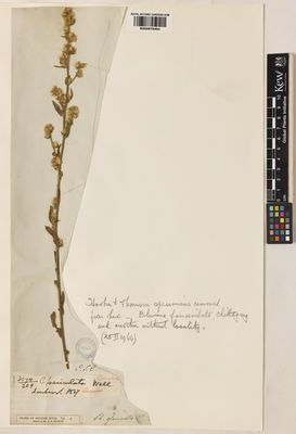 Kew Gardens K000978454:  s.coll. [3094] India