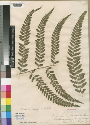 Kew Gardens K000350986:  Gilpin, H. [s.n.] Madagascar