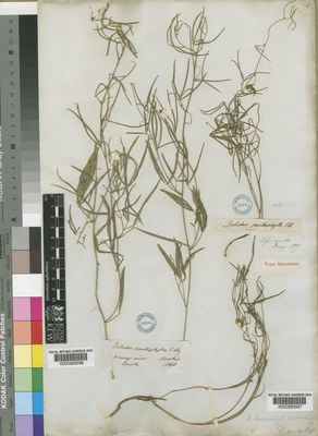 Kew Gardens K000263597:  Drege [s.n.] South Africa