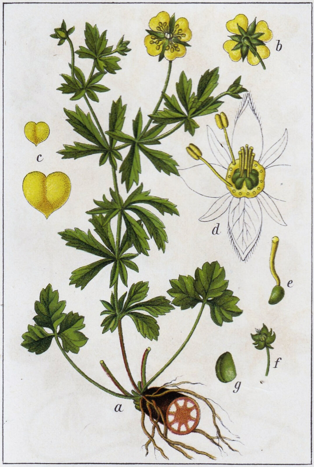 Potentilla erecta (L.) Raeusch. | Plants of the World Online | Kew Science