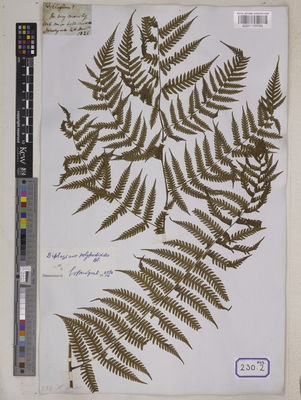 Kew Gardens K001109589:  s.coll. [Cat. no. 230]