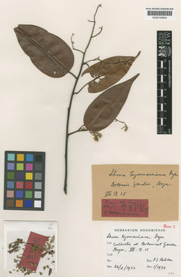 Kew Gardens K000700604:  s.coll. [s.n.] Indonesia