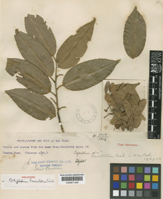 Kew Gardens K000671408:  [Buidixseu] E. [s.n.] Thailand