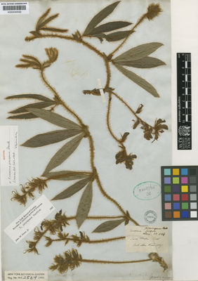 Kew Gardens K000530032:  Pohl [s.n.] Brazil