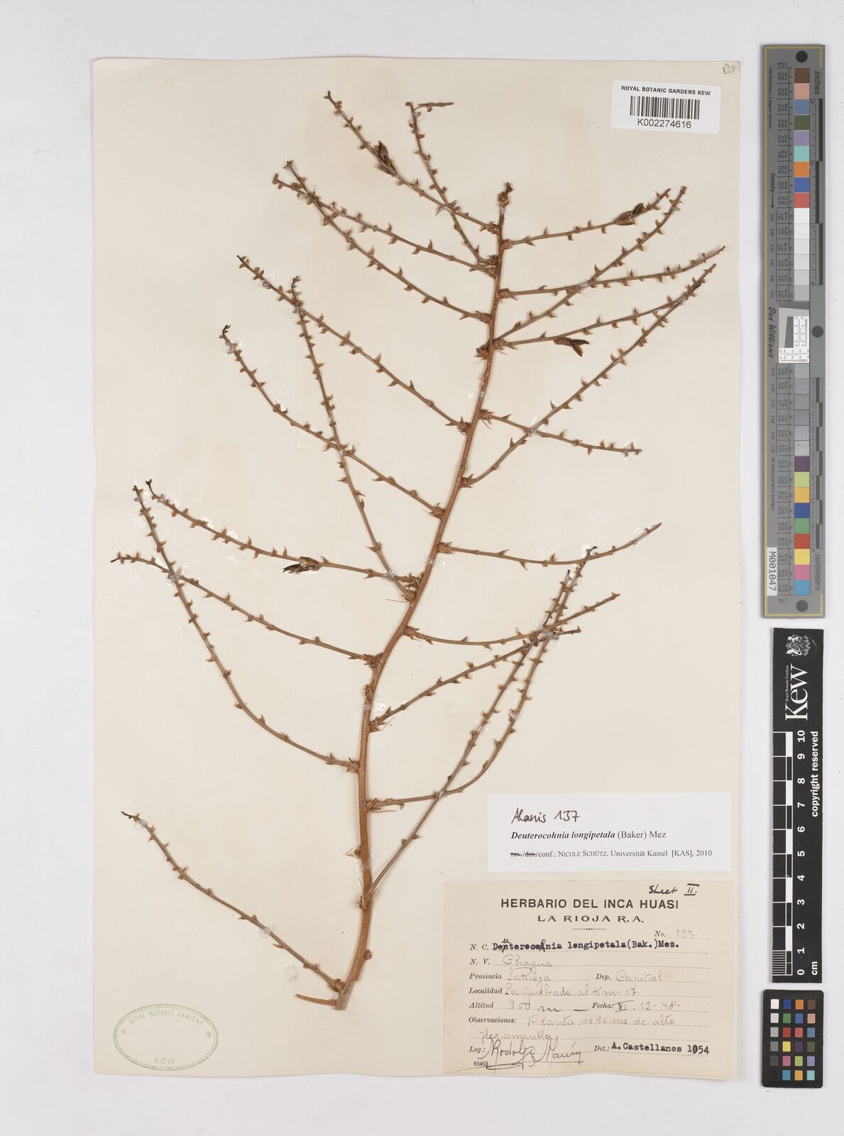 Deuterocohnia longipetala (Baker) Mez | Plants of the World Online | Kew  Science