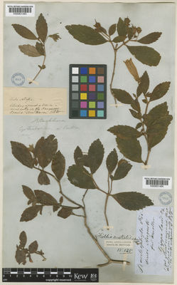 Kew Gardens K000831484:  Mueller, F.J.H., von [s.n.] Australia