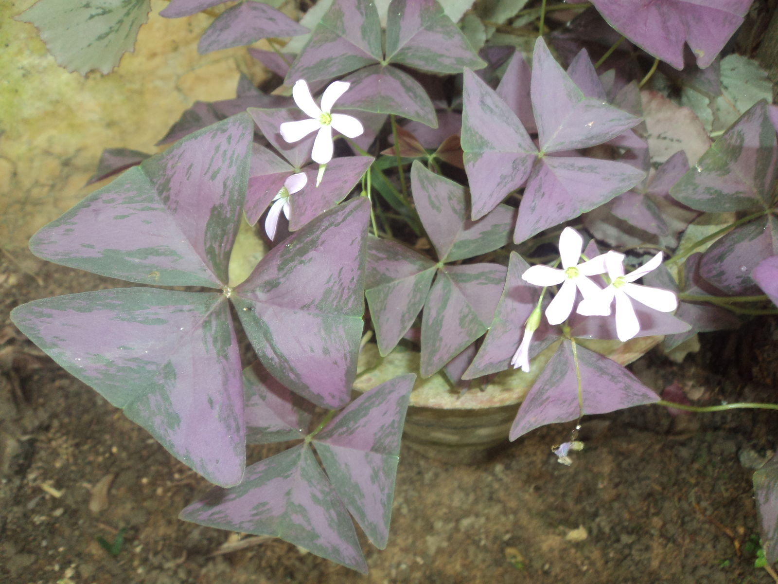 Oxalis triangularis A.St.-Hil. | Plants of the World Online | Kew Science