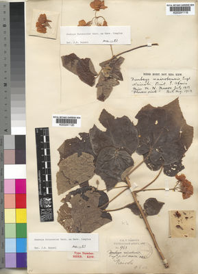 Kew Gardens K000241119:  Mason, M., N. [s.n.] Kenya