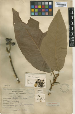 Kew Gardens K000567917:  Kerr, A.F.G. [5342] Thailand