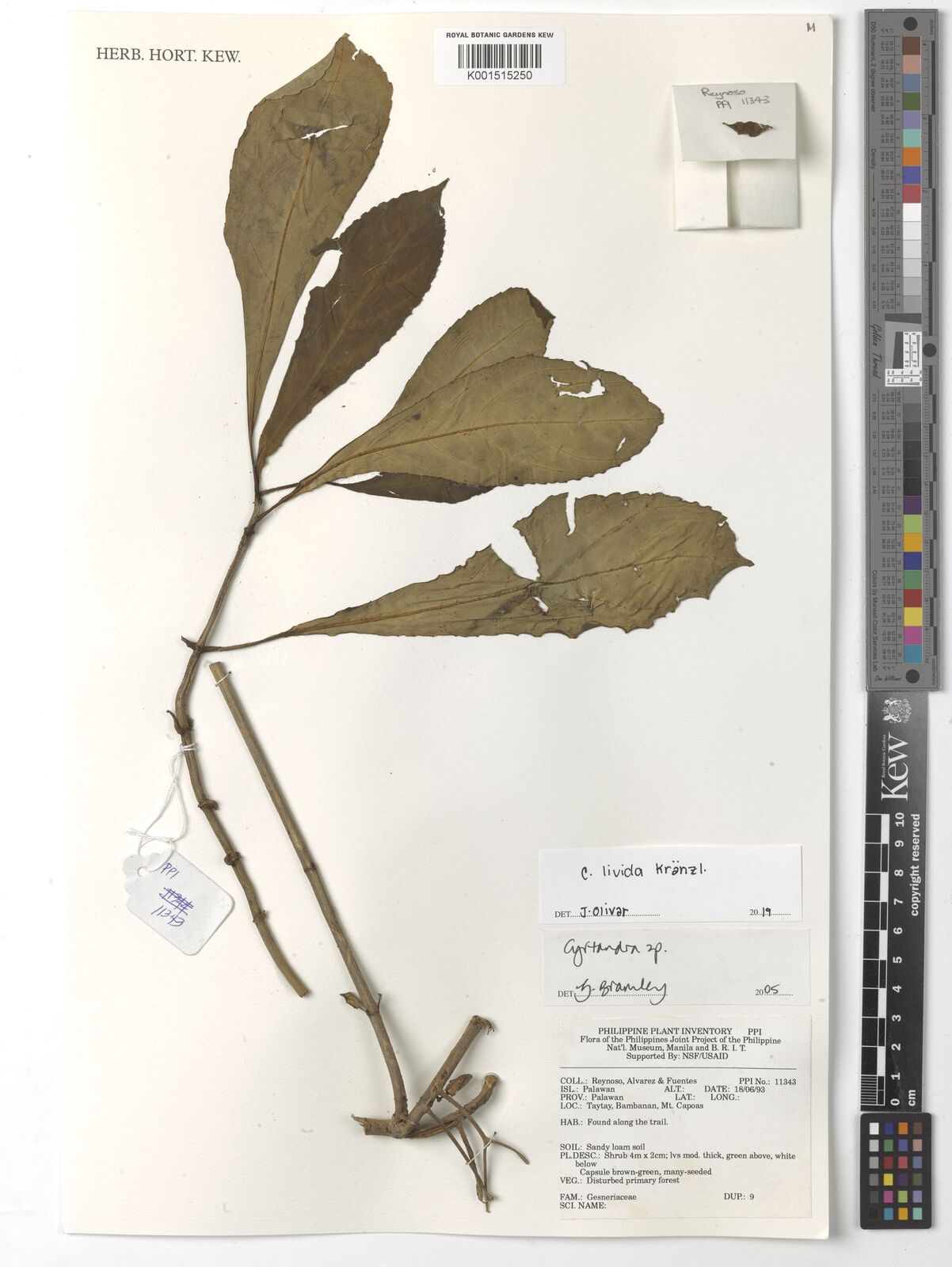 Cyrtandra livida