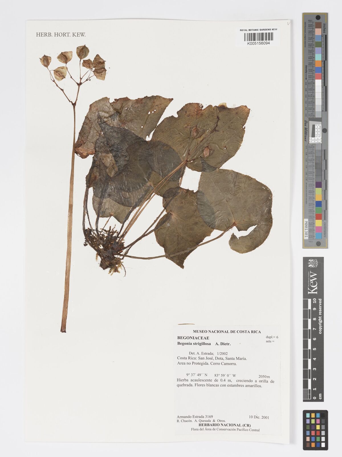 Begonia strigillosa