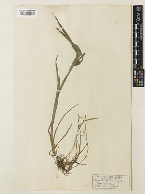 Kew Gardens K000961034:  Terasaki, T. [s.n.] Japan