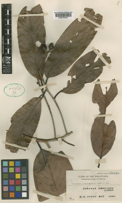 Kew Gardens K000768461:  Ponce, S.S. [28440] Philippines